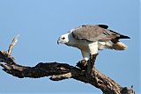 White-bellied Sea-Eagle